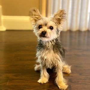 Meet your Posher, Sydney